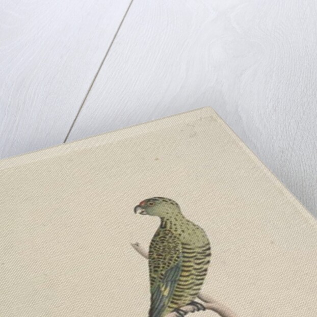 Page 50. This is a ground parrot & never goes to a tree or very seldom. at lower centre in different hand by Unknown artist