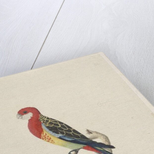 Page 53. Corella by Unknown artist