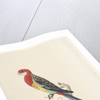 Page 53. Corella by Unknown artist