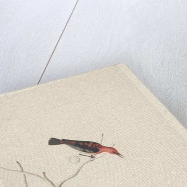 Page 54. Drepanis. below title in different hand September. by Unknown artist