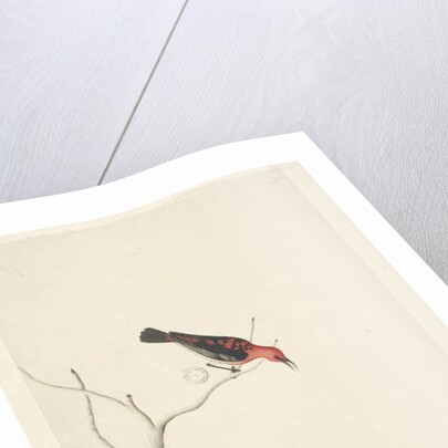 Page 54. Drepanis. below title in different hand September. by Unknown artist