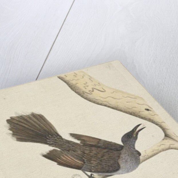 Page 58. Octr. Natural size, the feathers of the neck head breast & back are all pointed by Unknown artist