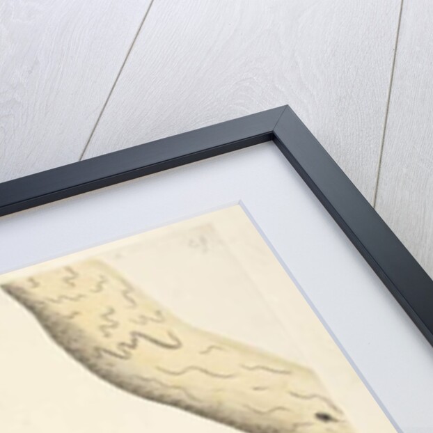 Page 58. Octr. Natural size, the feathers of the neck head breast & back are all pointed by Unknown artist