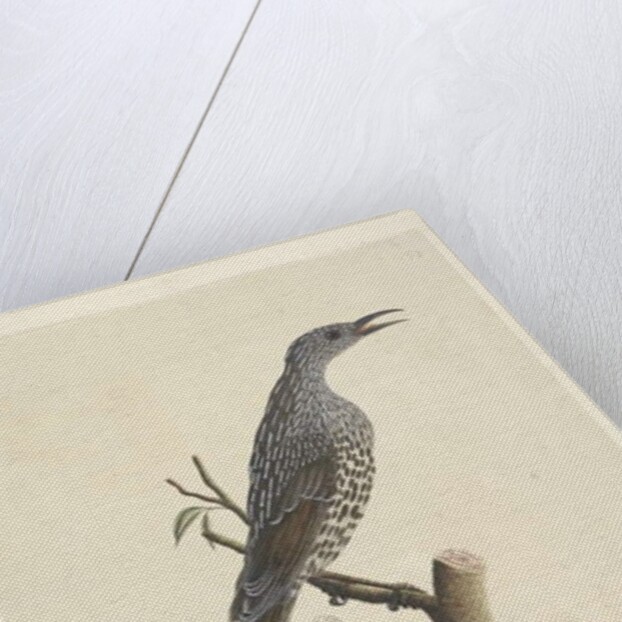 Page 59. Natural size, the feathers of the head neck & breast are pointed Brush Wattle, Bird Anthochaera chrysoptera, 1791-92 by Unknown artist