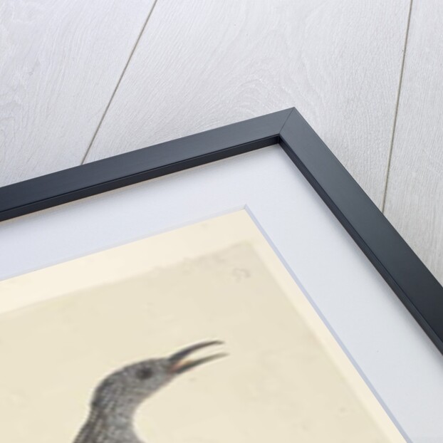 Page 59. Natural size, the feathers of the head neck & breast are pointed Brush Wattle, Bird Anthochaera chrysoptera, 1791-92 by Unknown artist