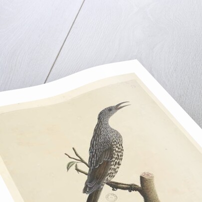 Page 59. Natural size, the feathers of the head neck & breast are pointed Brush Wattle, Bird Anthochaera chrysoptera, 1791-92 by Unknown artist