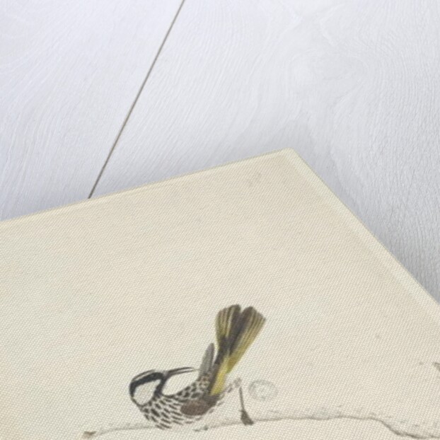 Page 67. Natural size, June White, Cheeked Honeyeater Phylidonyris nigra, 1791-92 by Unknown artist