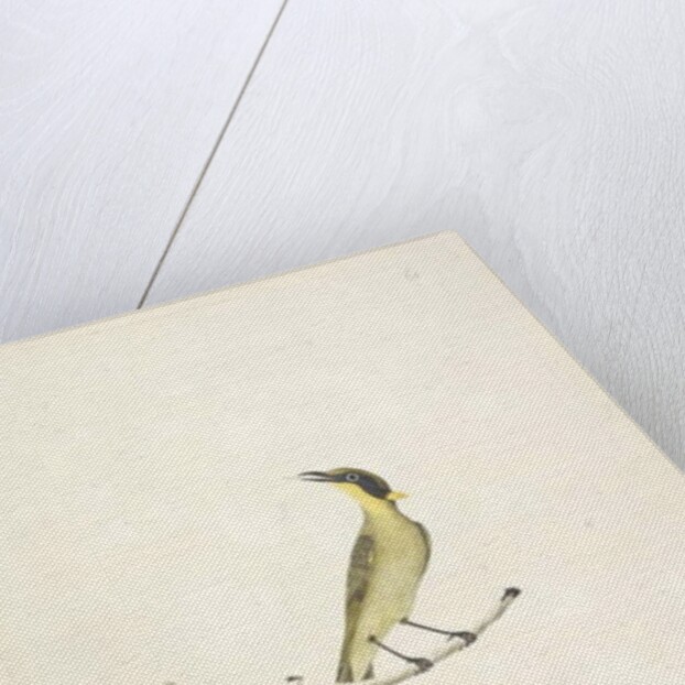 Page 69. Natural size. Iris doubtfull Yellow, Tufted Honeyeater Lichenostomus melanops, 1791-92 by Unknown artist
