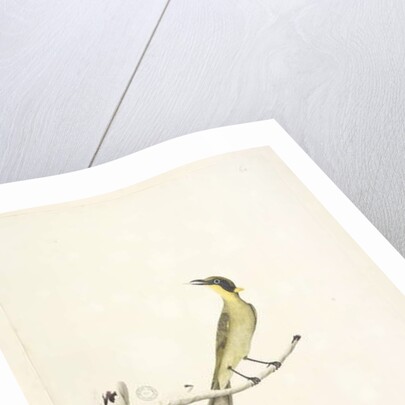 Page 69. Natural size. Iris doubtfull Yellow, Tufted Honeyeater Lichenostomus melanops, 1791-92 by Unknown artist