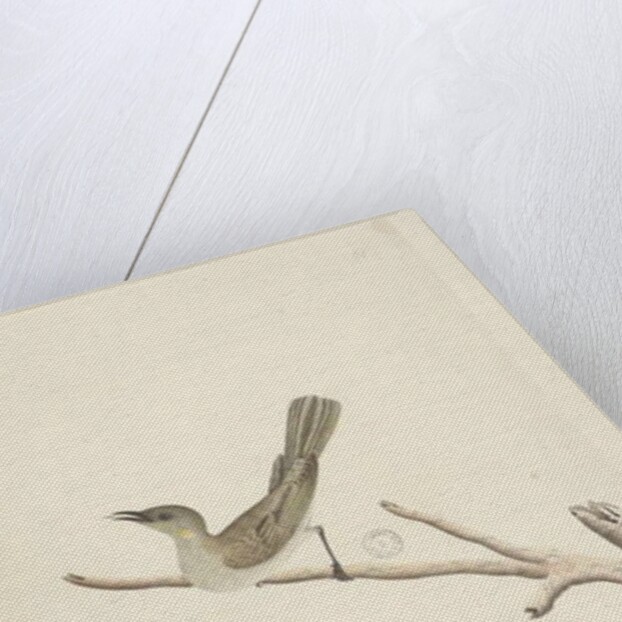 Page 70. Natural size. August Fuscous Honeyeater Lichenostomus fuscus, 1791-92 by Unknown artist