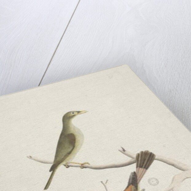 Page 72. 1. Meliphaga. 2. Muscicapa. by Unknown artist