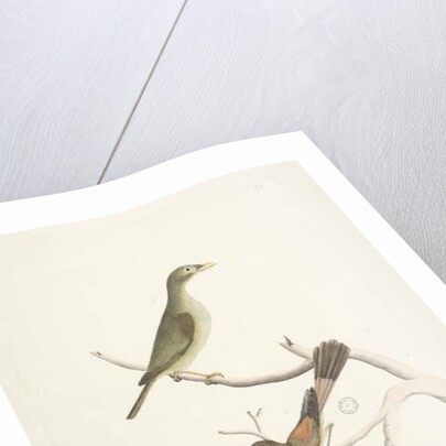 Page 72. 1. Meliphaga. 2. Muscicapa. by Unknown artist