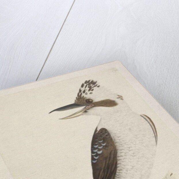 Page 75. Dacelo by Unknown artist