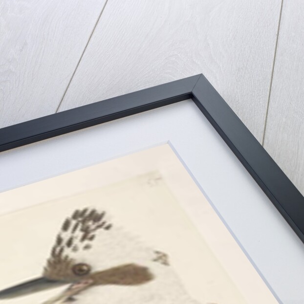 Page 75. Dacelo by Unknown artist