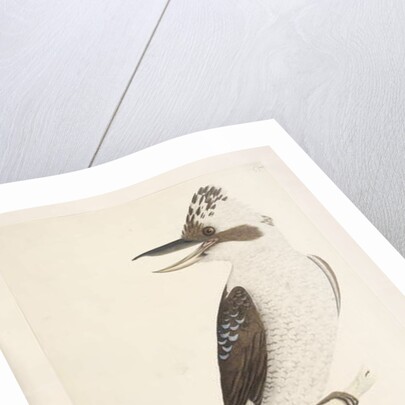 Page 75. Dacelo by Unknown artist