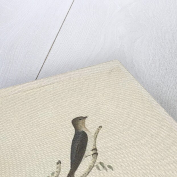 Page 76. Hirundo by Unknown artist