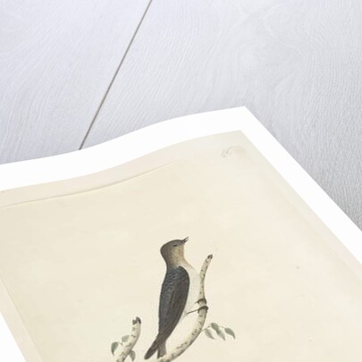 Page 76. Hirundo by Unknown artist