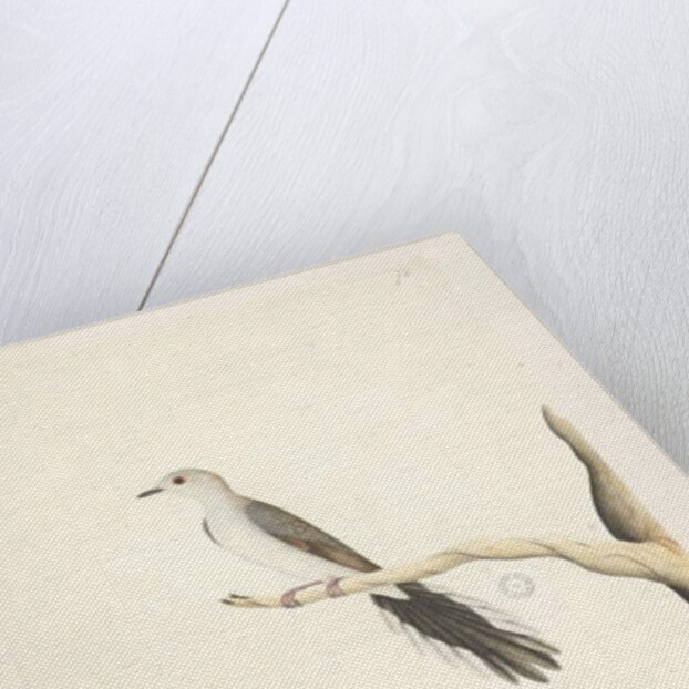 Page 80. Columba by Unknown artist