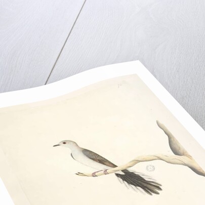 Page 80. Columba by Unknown artist