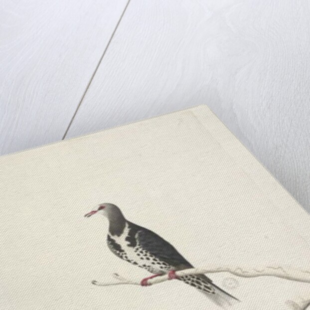 Page 81. Wunga, Wungee Pigeon. by Unknown artist