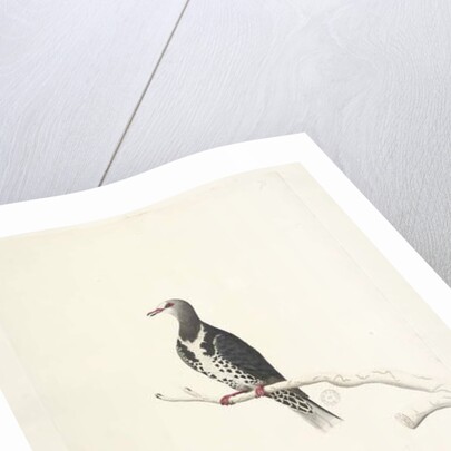 Page 81. Wunga, Wungee Pigeon. by Unknown artist