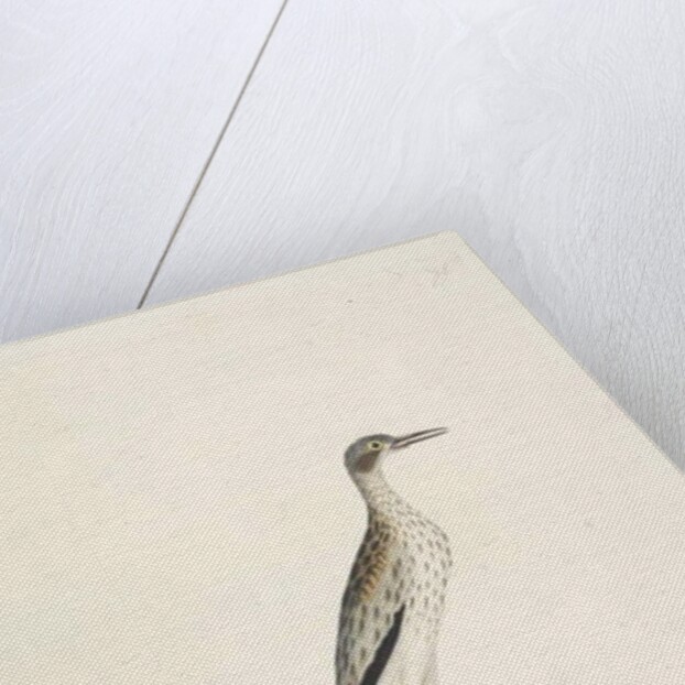 Page 86. A Night Bird by Unknown artist