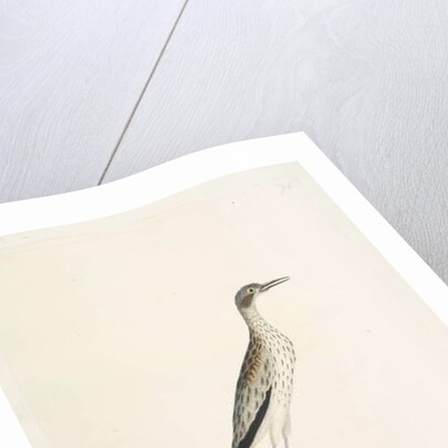 Page 86. A Night Bird by Unknown artist