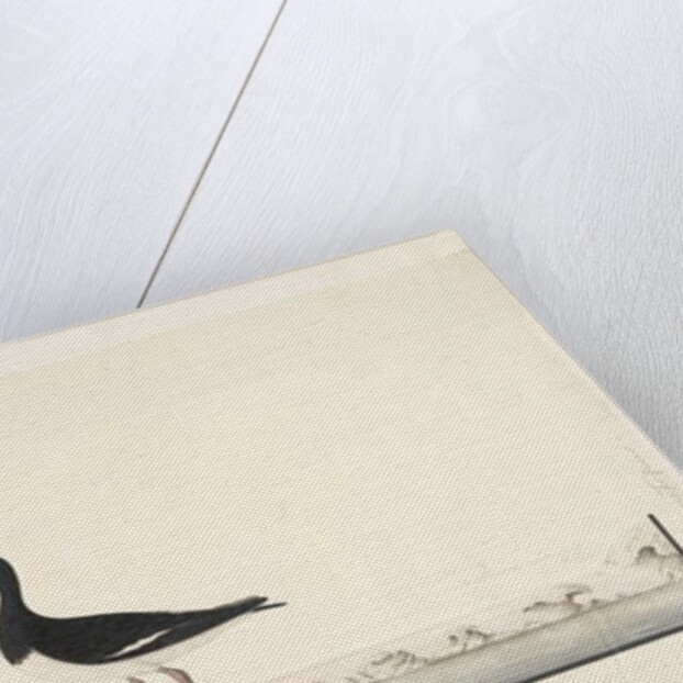 Page 87. Hematopus by Unknown artist