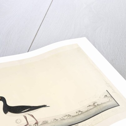 Page 87. Hematopus by Unknown artist