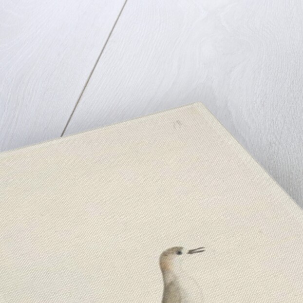 Page 88. Charadrius by Unknown artist