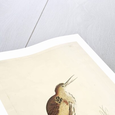 Little Bittern Ixobrychus minutus by Unknown artist