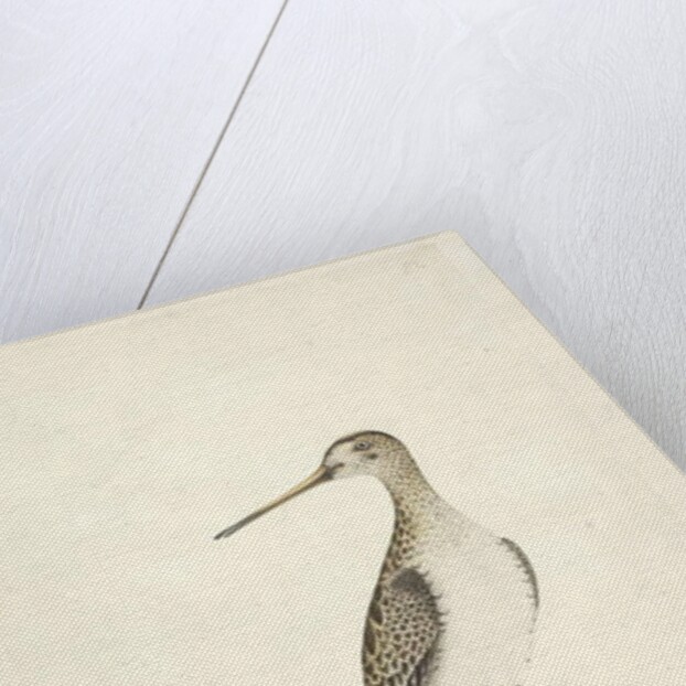 Scolopax by Unknown artist