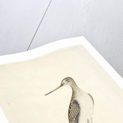 Scolopax by Unknown artist