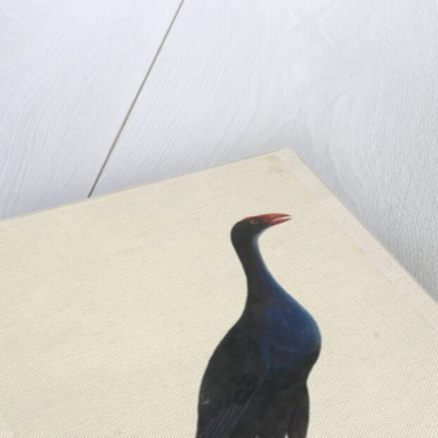 Page 94. Porphyrio. along lower edge in different hand by Unknown artist