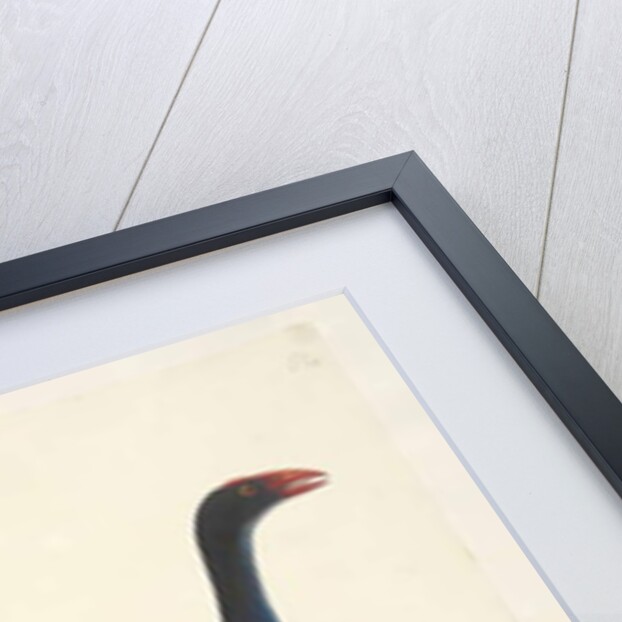 Page 94. Porphyrio. along lower edge in different hand by Unknown artist