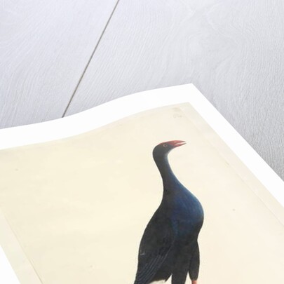 Page 94. Porphyrio. along lower edge in different hand by Unknown artist