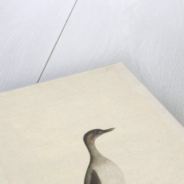 Page 95. Podicepha. along lower edge in different hand September by Unknown artist