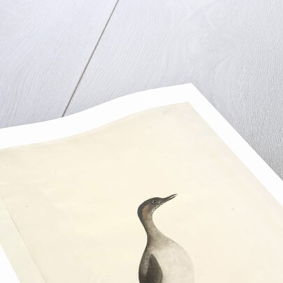 Page 95. Podicepha. along lower edge in different hand September by Unknown artist