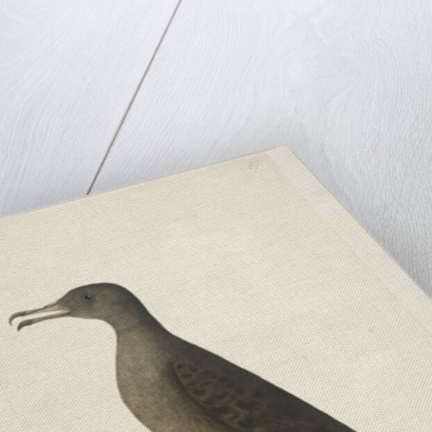 Page 97. Bird of Norfolk Island commonly called the mutton bird, drawn natural size Wedge, Tailed Shearwater Puffinis Pacificus, 1791-92 by Unknown artist
