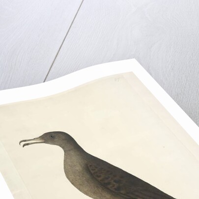 Page 97. Bird of Norfolk Island commonly called the mutton bird, drawn natural size Wedge, Tailed Shearwater Puffinis Pacificus, 1791-92 by Unknown artist