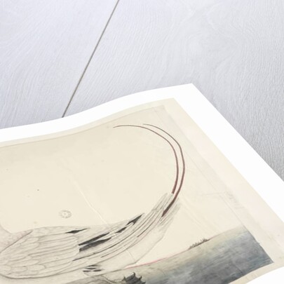 Page 100. Phaeton Red, Tailed Tropicbird Phaethon rubricauda, 1791-92 by Unknown artist