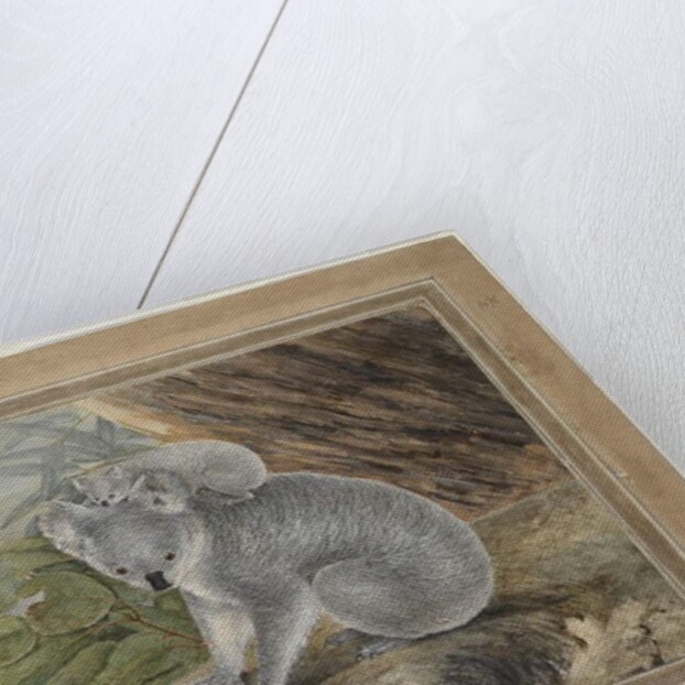 Koala and young, 1803, by John William Lewin