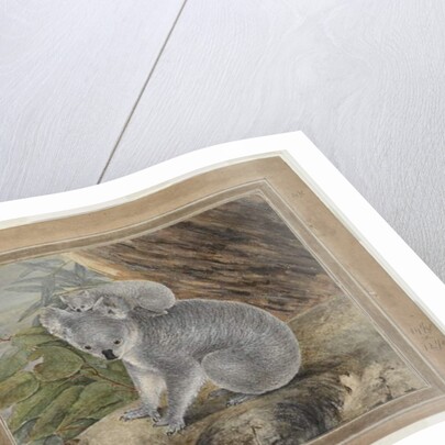 Koala and young, 1803, by John William Lewin