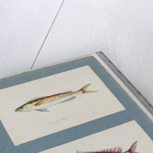 Page 7. Unidentified fish. 8. Unidentified fish by Unknown artist