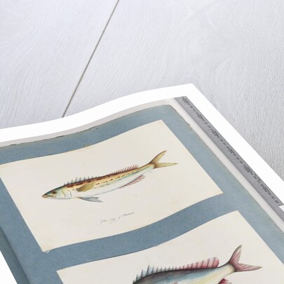 Page 7. Unidentified fish. 8. Unidentified fish by Unknown artist