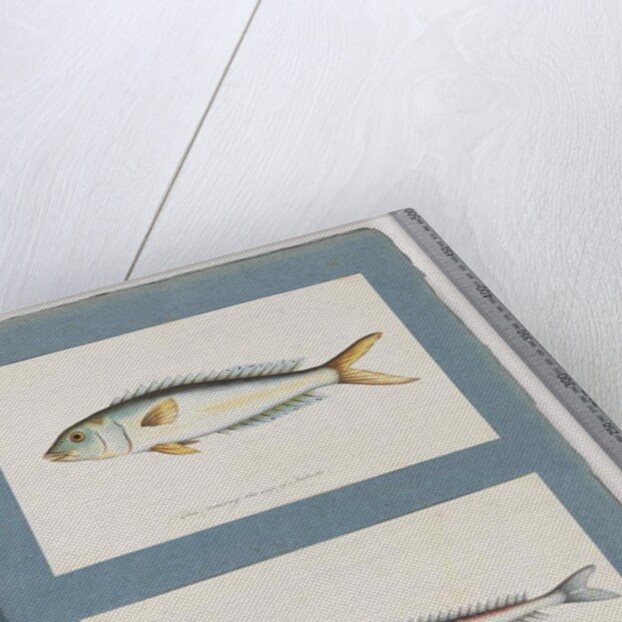 Page 9. Unidentified fish. 10. Unidentified fish by Unknown artist