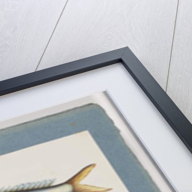 Page 9. Unidentified fish. 10. Unidentified fish by Unknown artist