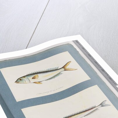 Page 9. Unidentified fish. 10. Unidentified fish by Unknown artist