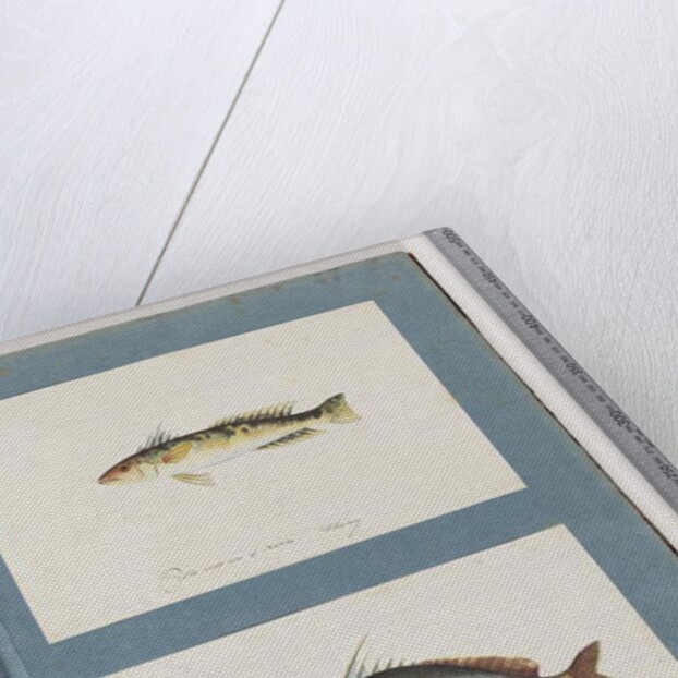 Page 13. Unidentified fish. 14. Unidentified fish by Unknown artist