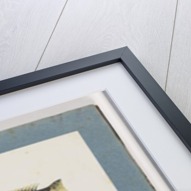 Page 13. Unidentified fish. 14. Unidentified fish by Unknown artist